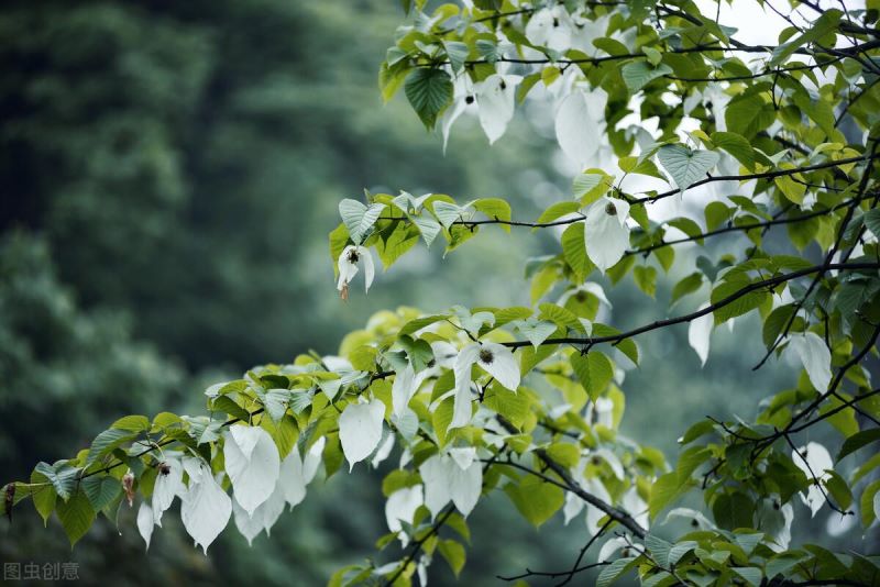 国家一级保护植物有哪些「国家一级保护植物有哪些 名单」